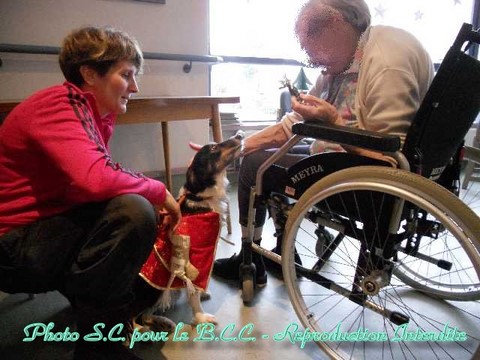 Les Chiens Visiteurs