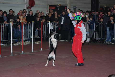 SALON ANIMALO DE BELFORT
