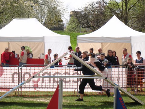 ANIMAL CANIN, MAÎTRE CITADIN