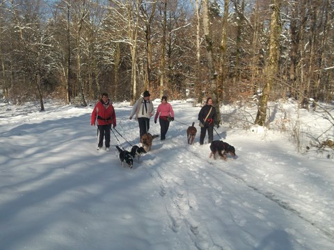 JOURNÉE CANI-MARCHE DU DIMANCHE 10 FÉVRIER 2013