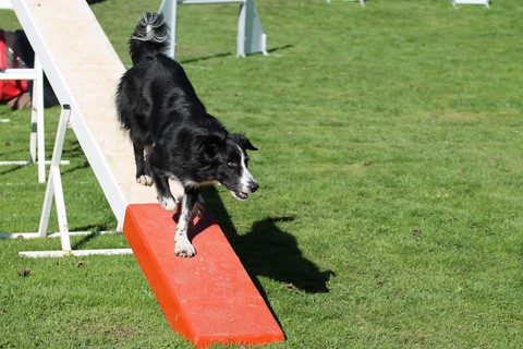 L'Agility