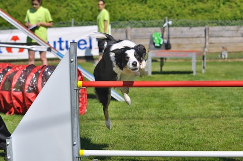 L'Agility