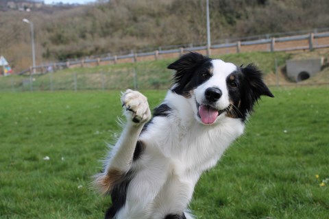 SALON ANIMOPOLIS, LES 21 & 22 NOVEMBRE 2013