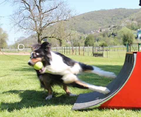 NOUVEAUTÉ : FLYBALL TOUS LES MARDI SOIR
