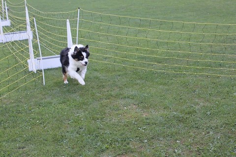 Le Flyball