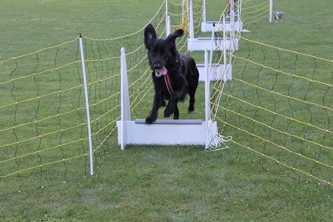 Le Flyball