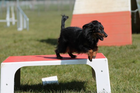 L'Agility