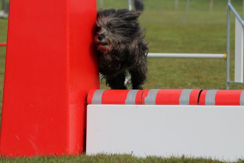L'Agility