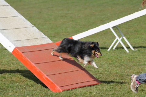 L'Agility