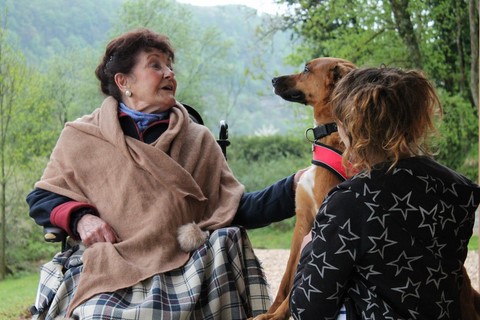 Les Chiens Visiteurs