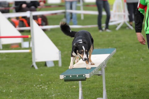 L'Agility