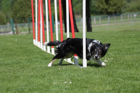 L'Agility
